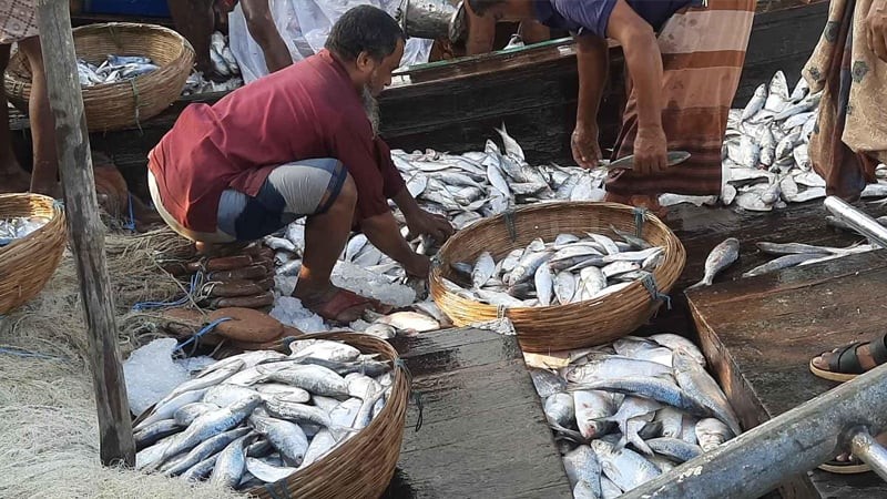 ইলিশের দেখা মিললেও দাম নাগালের বাইরে