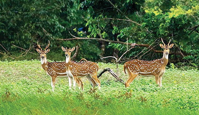 সুন্দরবনে গোপনে হরিণ শিকার বাড়ছে