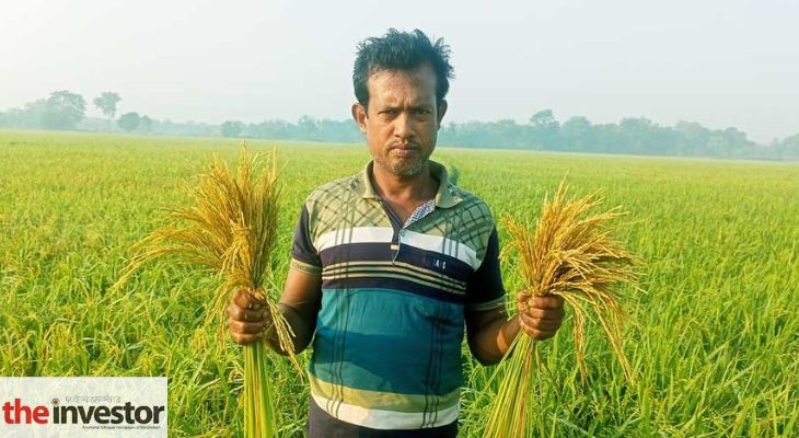 মাজরা পোকার আক্রমণে গাংনীতে ধানচাষে বিপর্যয়, কৃষকদের ক্ষোভ চরমে
