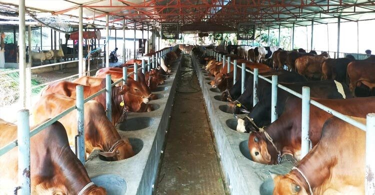 এক খামারে কোরবানির জন্য প্রস্তুত ৫৫০ গরু, দাম ১১ কোটি