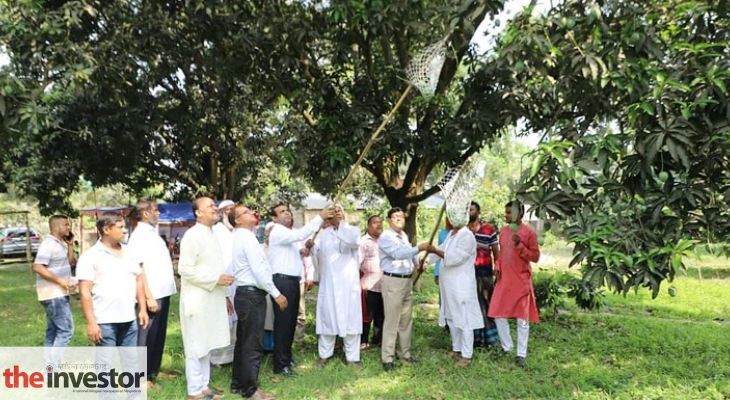 চুয়াডাঙ্গায় শুরু হলো আঁটি, গুটি ও বোম্বাই আম সংগ্রহ